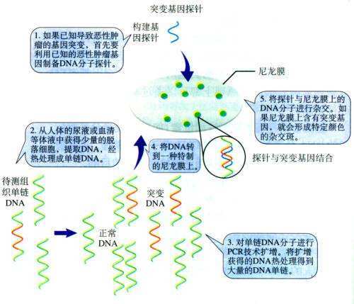 DNA分子杂交