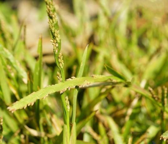 钝叶草（禾本科钝叶草属植物）