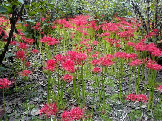 石蒜（石蒜科、石蒜属植物）