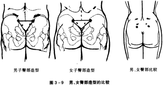 美臀（人体特征）