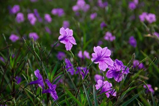 蓝花草