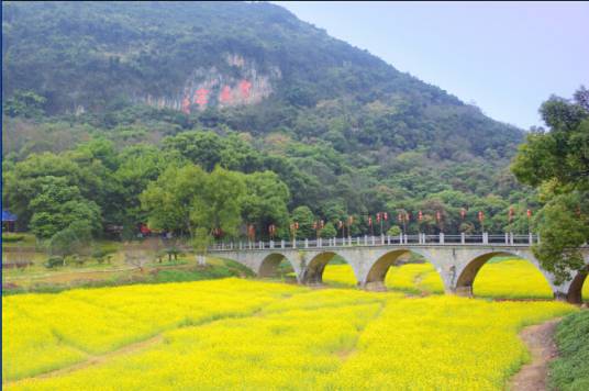 清远英德油菜花基地