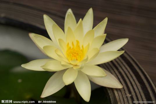 水百合（水生植物）