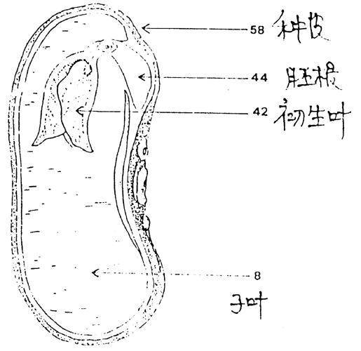 子叶