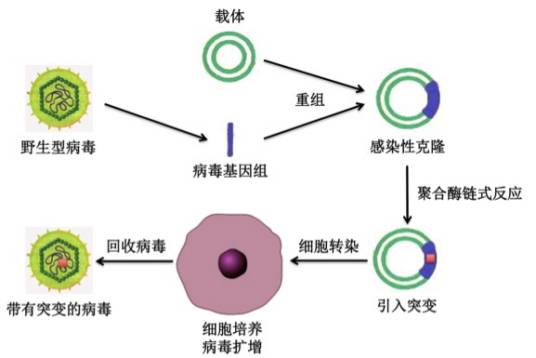 反向遗传学