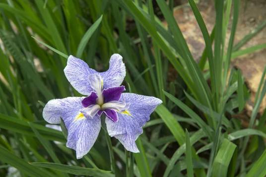 玉蝉花（鸢尾科鸢尾属植物）