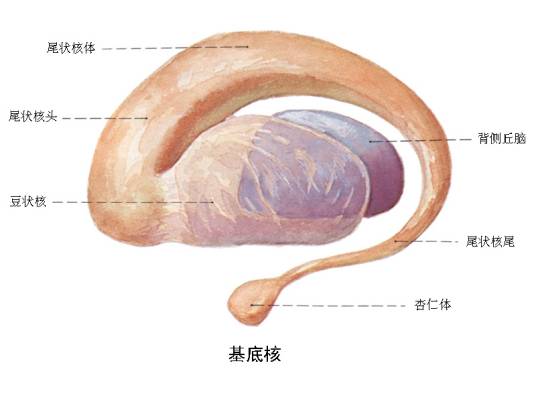 基底核