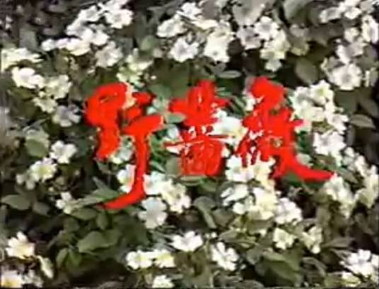 野蔷薇（1991年任育林、罗桂兴执导的电视剧）