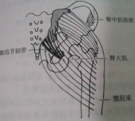 弹响髋