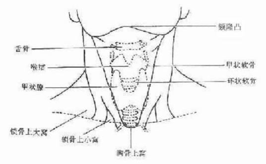 胸骨上窝