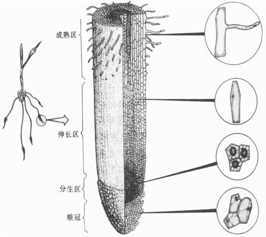 根毛