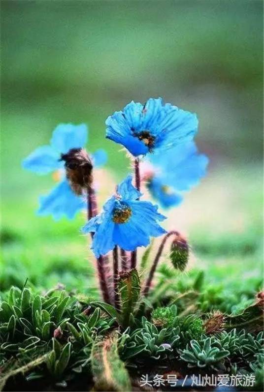 雪里花西