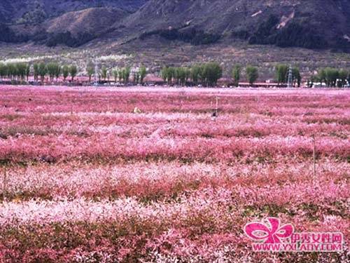 桃花海