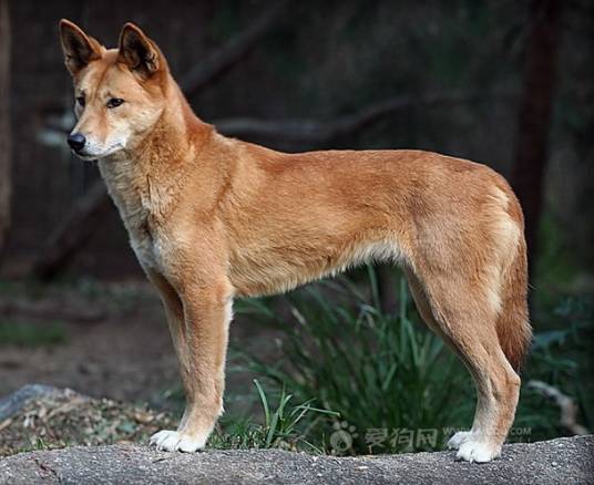 新几内亚歌唱犬