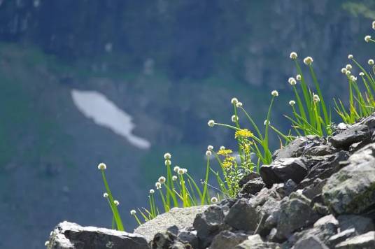 野葱（石蒜科葱属植物）