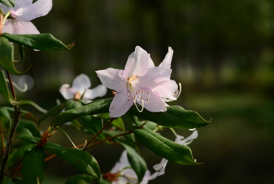 杜鹃花属