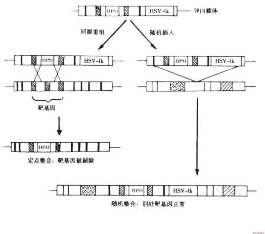 正负选择系统