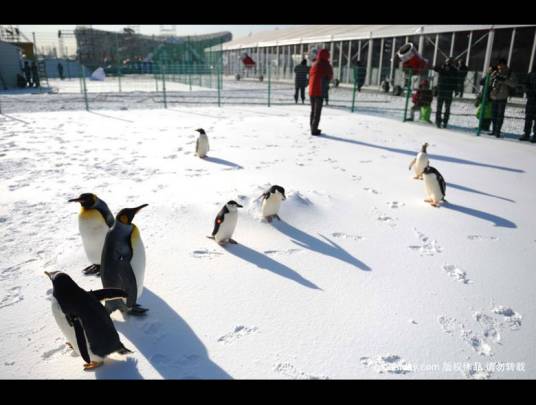 奥林匹克公园冰雪嘉年华