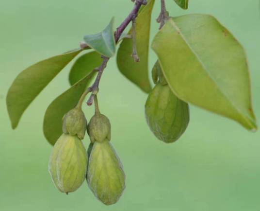 土沉香（瑞香科沉香属植物）