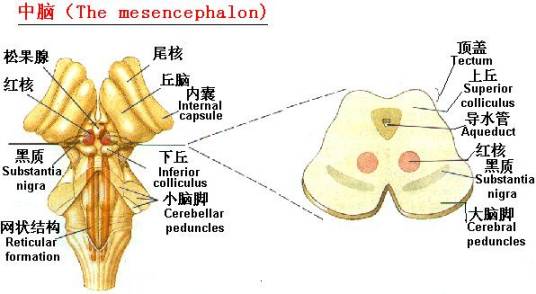 脑干网状结构