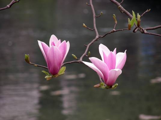 紫玉兰（木兰科玉兰属植物）