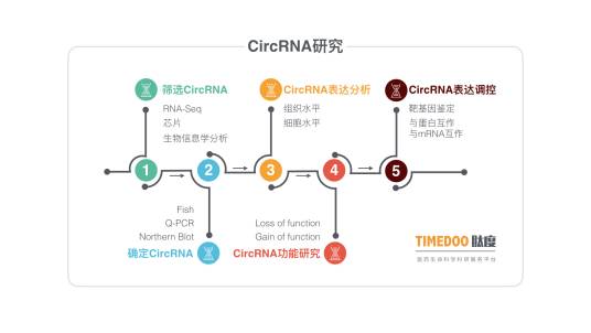 环状RNA