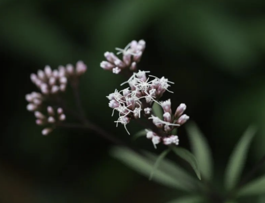 佩兰（菊科泽兰属植物）