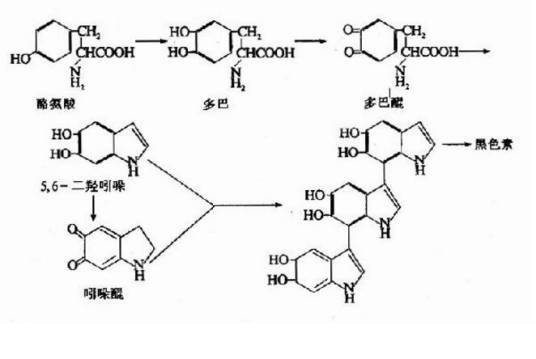 黑色素（生物色素）