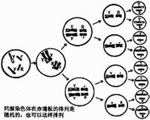 非同源染色体