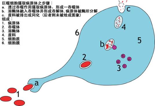 先天免疫系统