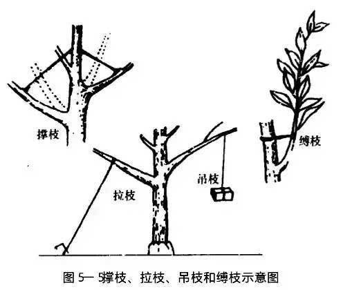 拉枝