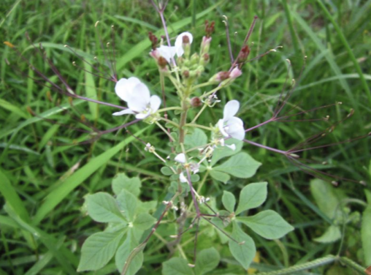 白花菜（白花菜科白花菜属植物）