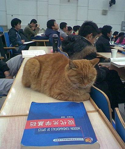 北大学术猫