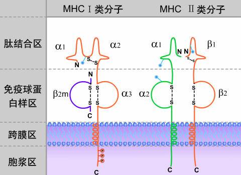 主要组织相容性复合体