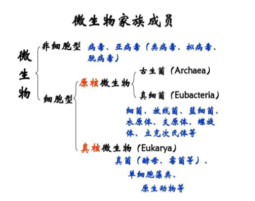 微生物分类