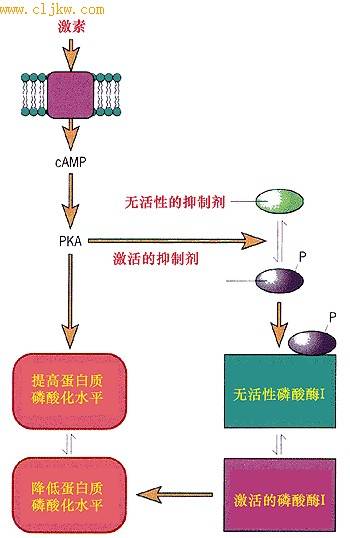 PKA系统