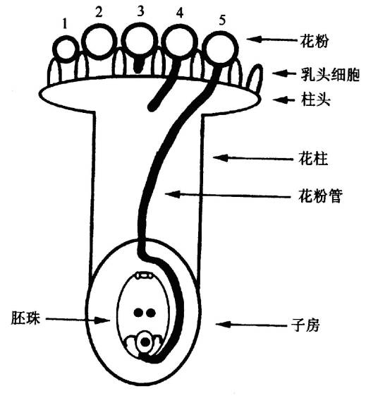 植物繁殖