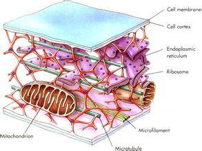 细胞质骨架
