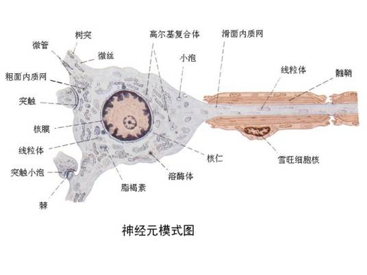 施万细胞