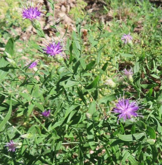 顶羽菊（菊科漏芦属植物）