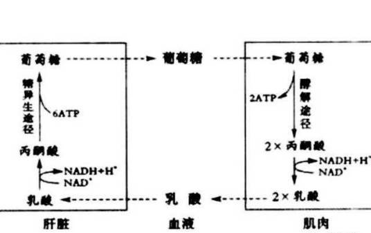 乳酸循环