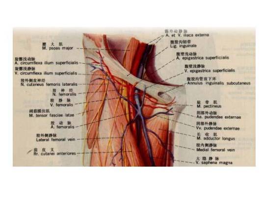 腹股沟管