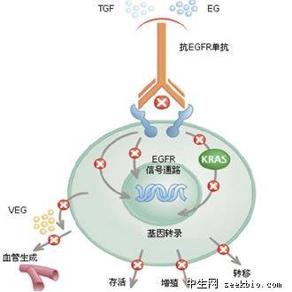 肿瘤转移基因