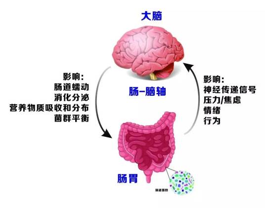 第二大脑（指肠道内的神经系统）