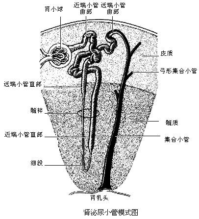 代谢性酸中毒肾病