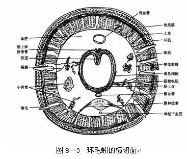 次生体腔