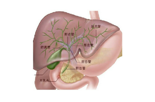 直接胆红素