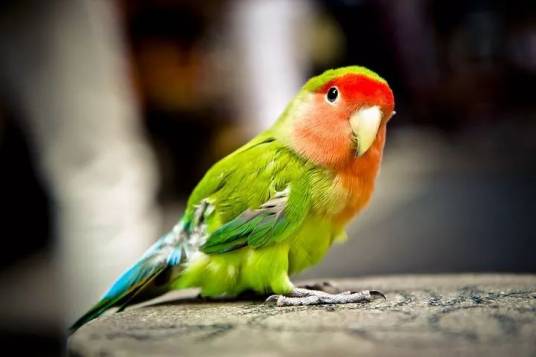 Parrot