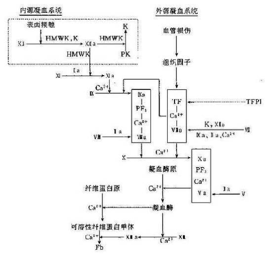 凝血