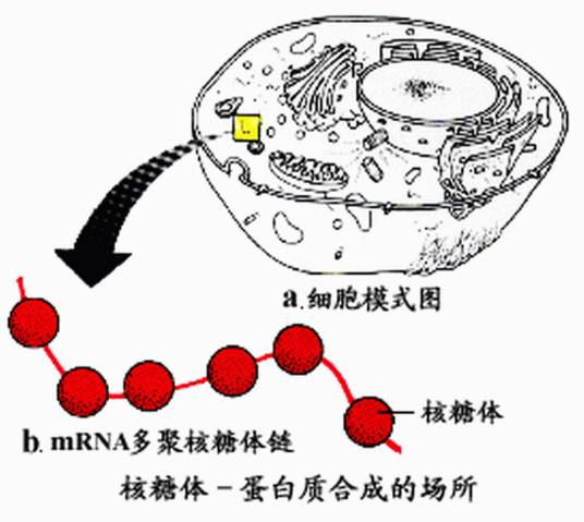 游离核糖体